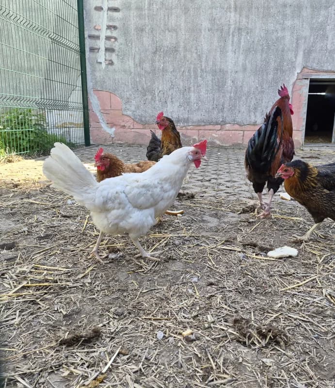 Animal 600.041, female mixed breed for adoption at SRPA Vinalmont