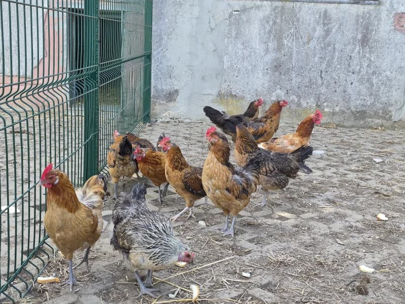 Animal 600.041, female mixed breed for adoption at SRPA Vinalmont
