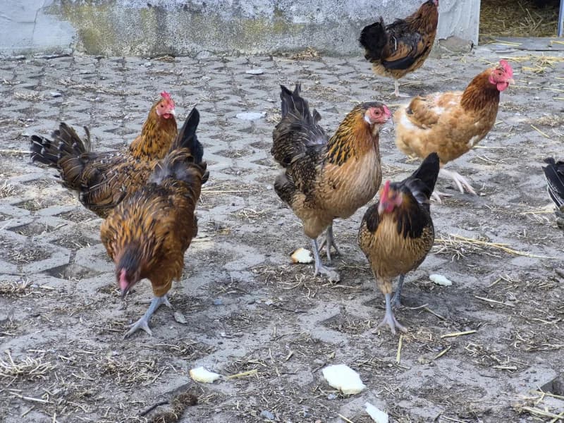 Animal 600.041, female mixed breed for adoption at SRPA Vinalmont