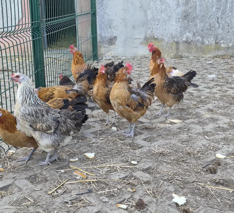 Animal 600.041, female mixed breed for adoption at SRPA Vinalmont