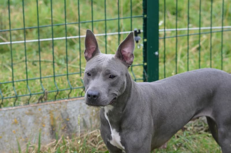 Blue, American Staffordshire Terrier (SRPA Vinalmont)