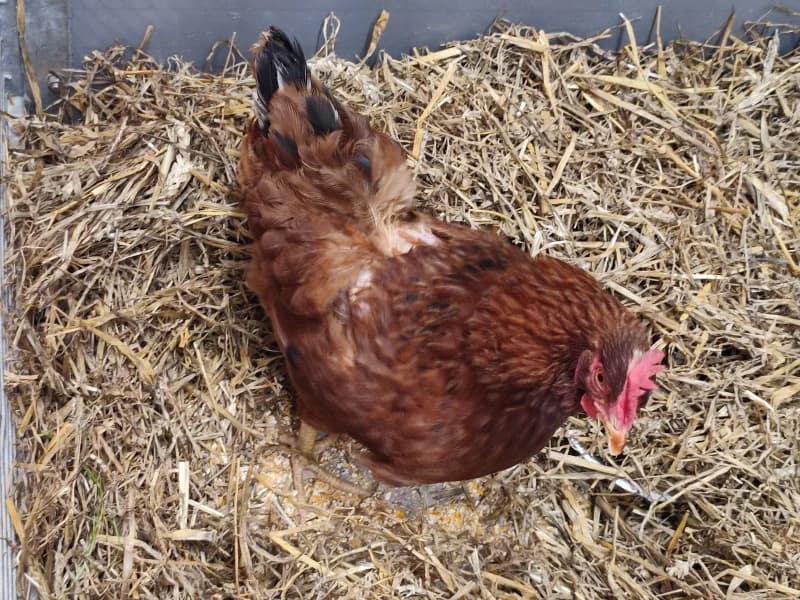 Animal 600.041, female mixed breed for adoption at SRPA Vinalmont