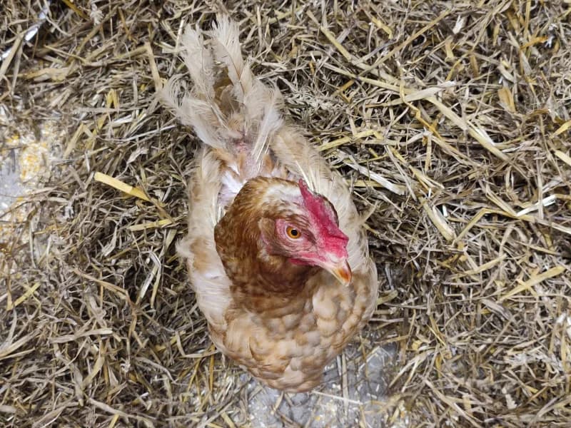 Animal 600.041, female mixed breed for adoption at SRPA Vinalmont
