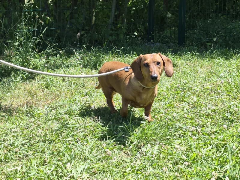 Love, female 3yo Dachshund for adoption at SRPA Vinalmont