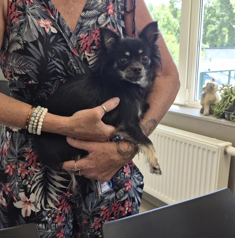 Moshi, female young Chihuahua for adoption at SRPA Vinalmont