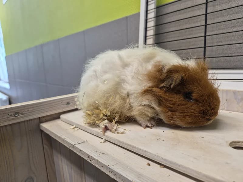 Samson, male mixed breed for adoption at SRPA Vinalmont