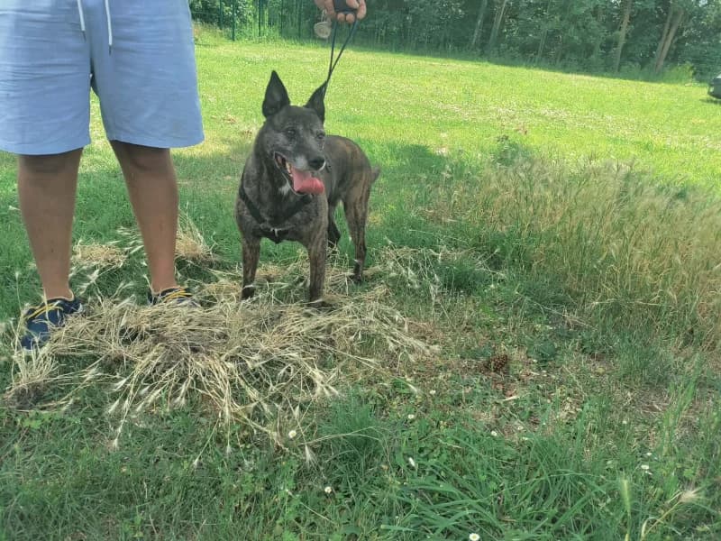 Zina, female senior Belgian Malinois for adoption at SRPA Vinalmont