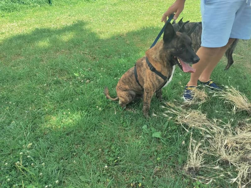 Sniper, male senior Belgian Malinois for adoption at SRPA Vinalmont