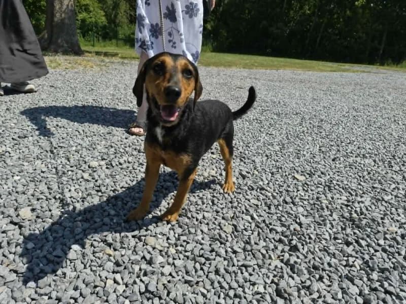 Charly, male young mixed breed for adoption at SRPA Vinalmont