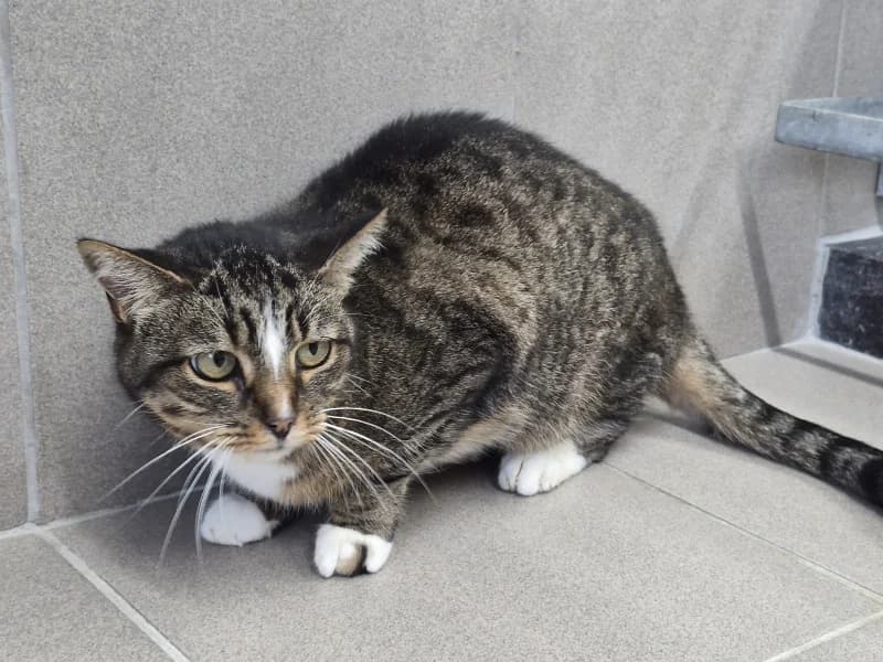 Bianca, female 6yo European Shorthair for adoption at SRPA Vinalmont