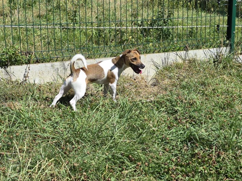 Jack, Jack Russell Terrier (SRPA Vinalmont)