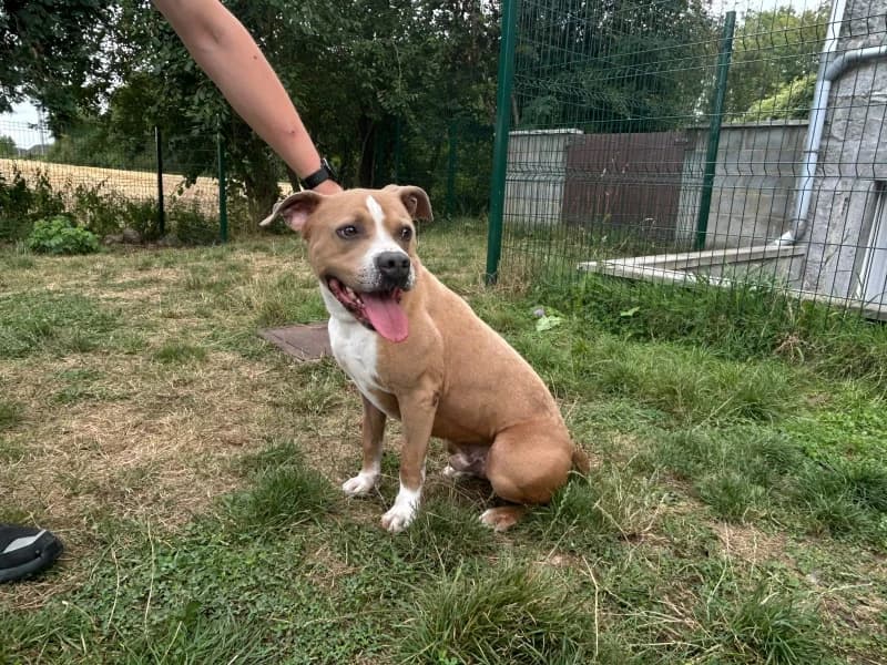 Brahama, male 3yo American Staffordshire Terrier for adoption at SRPA Vinalmont