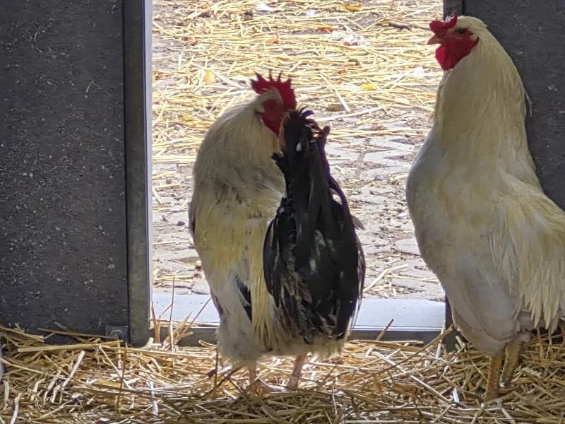 Animal 600.042, mixed breed for adoption at SRPA Vinalmont