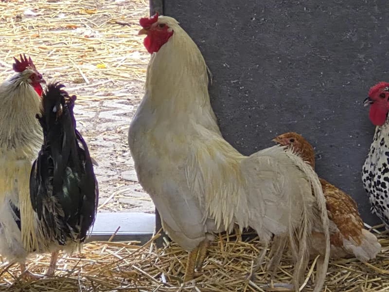 Animal 600.042,  mixed breed for adoption at SRPA Vinalmont