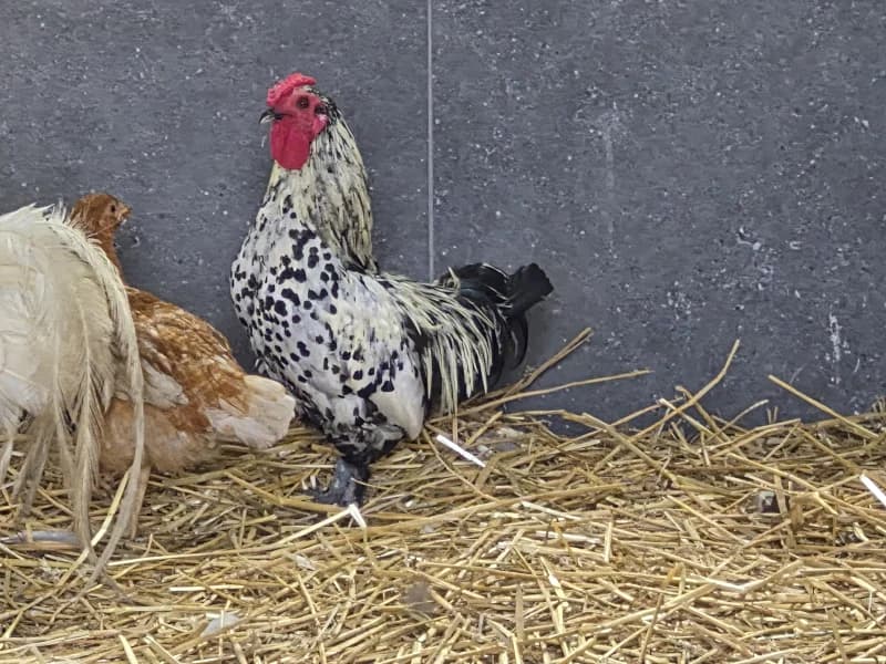 Animal 600.042, mixed breed for adoption at SRPA Vinalmont