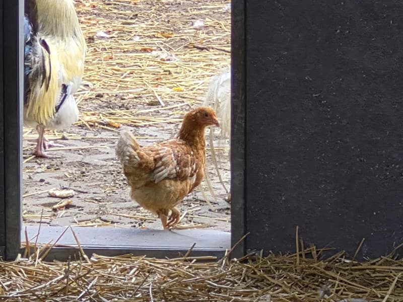 Animal 600.042, female mixed breed for adoption at SRPA Vinalmont