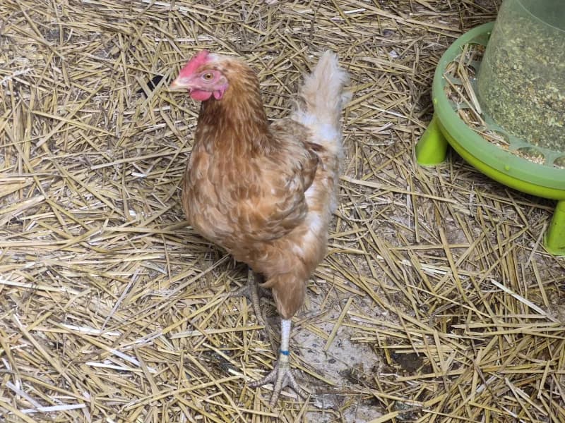 Animal 600.042, female mixed breed for adoption at SRPA Vinalmont