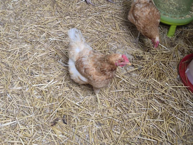 Animal 600.042, female mixed breed for adoption at SRPA Vinalmont