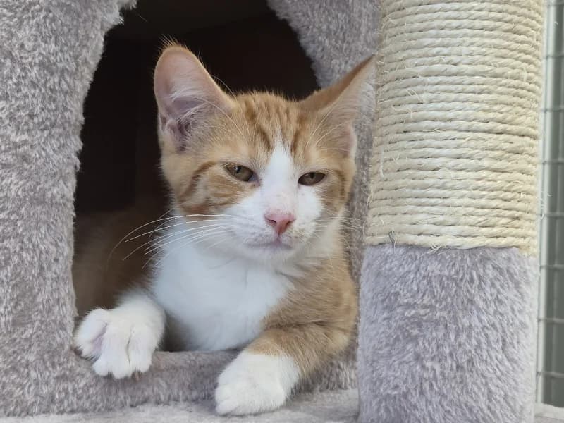 Caramel, male puppy European Shorthair for adoption at SRPA Vinalmont