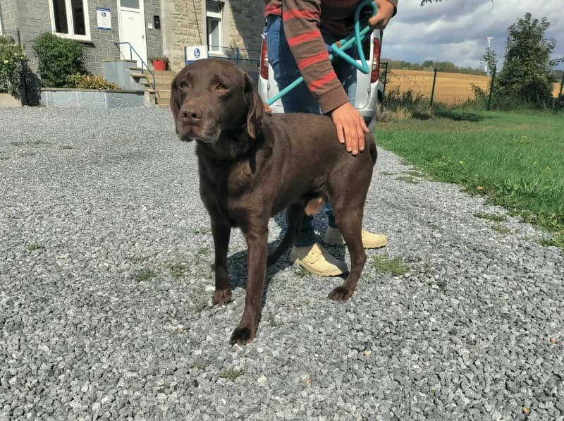 Pilou, male senior Labrador Retriever for adoption at SRPA Vinalmont