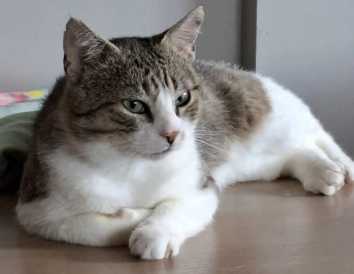 Réginald, tijger male senior European Shorthair for adoption at Vzw tKattenkompas