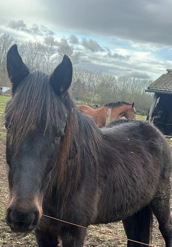 Casper, male mixed breed for adoption at The Old Horses Lodge