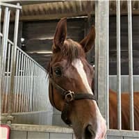 Ariel, female mixed breed for adoption at The Old Horses Lodge