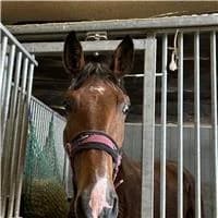 Bacardi, male mixed breed for adoption at The Old Horses Lodge