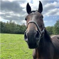 Cigale, male senior mixed breed for adoption at The Old Horses Lodge