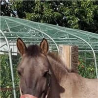 Kwint, male mixed breed for adoption at The Old Horses Lodge