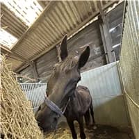 Ursula, female mixed breed for adoption at The Old Horses Lodge