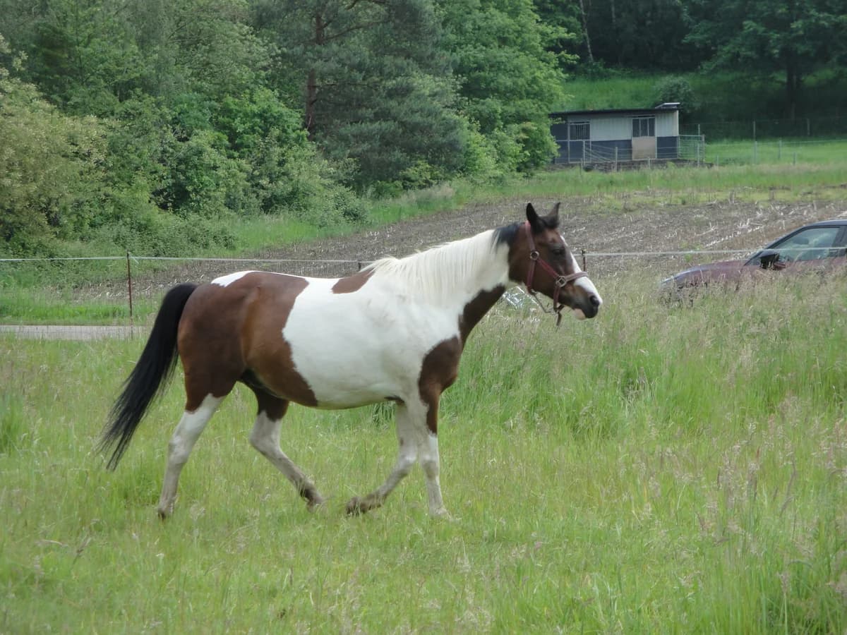 Qwiny, female senior mixed breed for adoption at The Old Horses Lodge