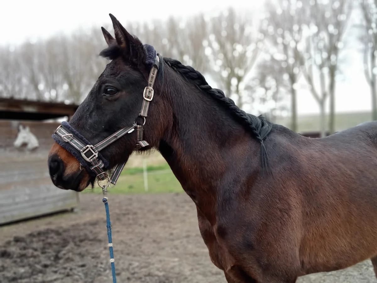 Bink, male senior mixed breed for adoption at The Old Horses Lodge
