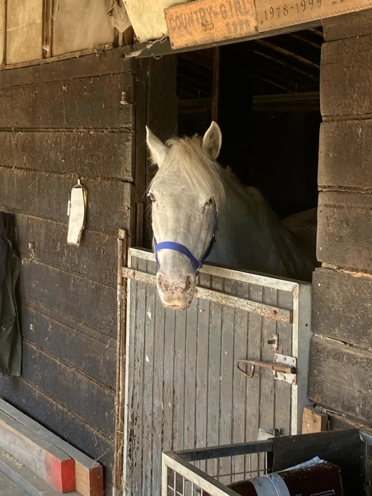Baghera, female mixed breed for adoption at The Old Horses Lodge