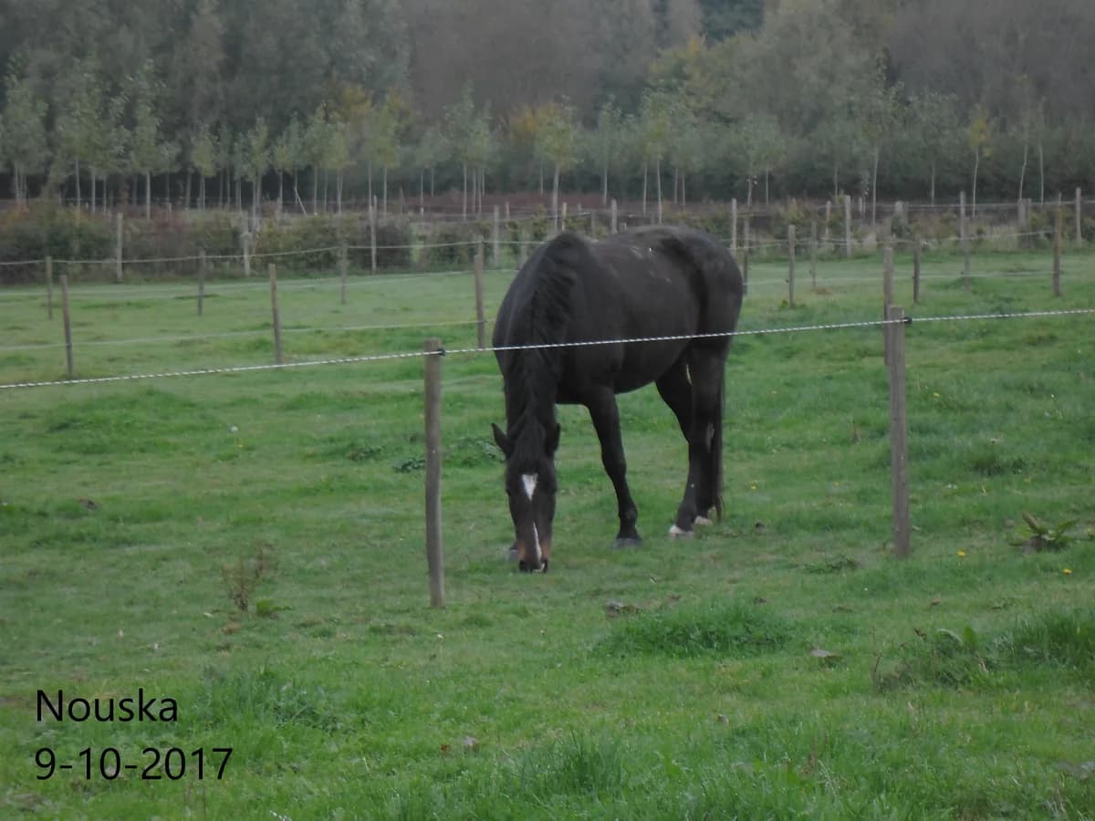 Nouska, female mixed breed for adoption at The Old Horses Lodge