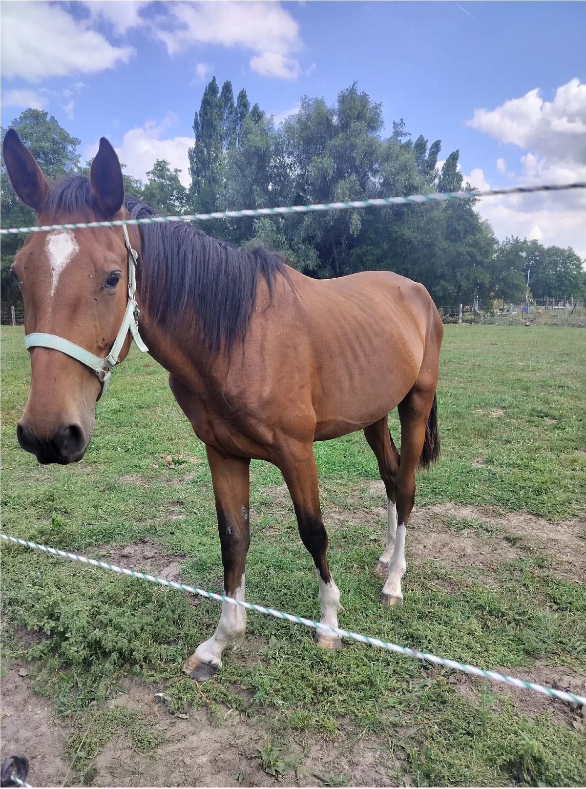 Nathan, male mixed breed for adoption at The Old Horses Lodge