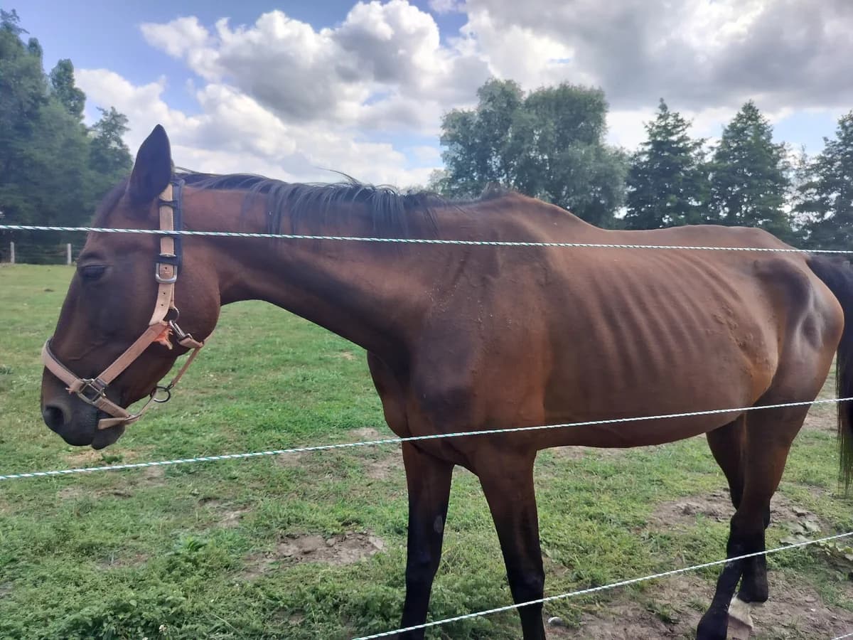 Urana Ii, female senior mixed breed for adoption at The Old Horses Lodge