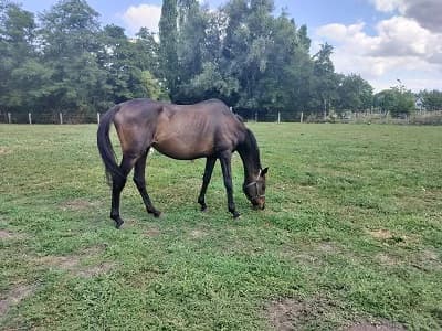 Venus, female mixed breed for adoption at The Old Horses Lodge