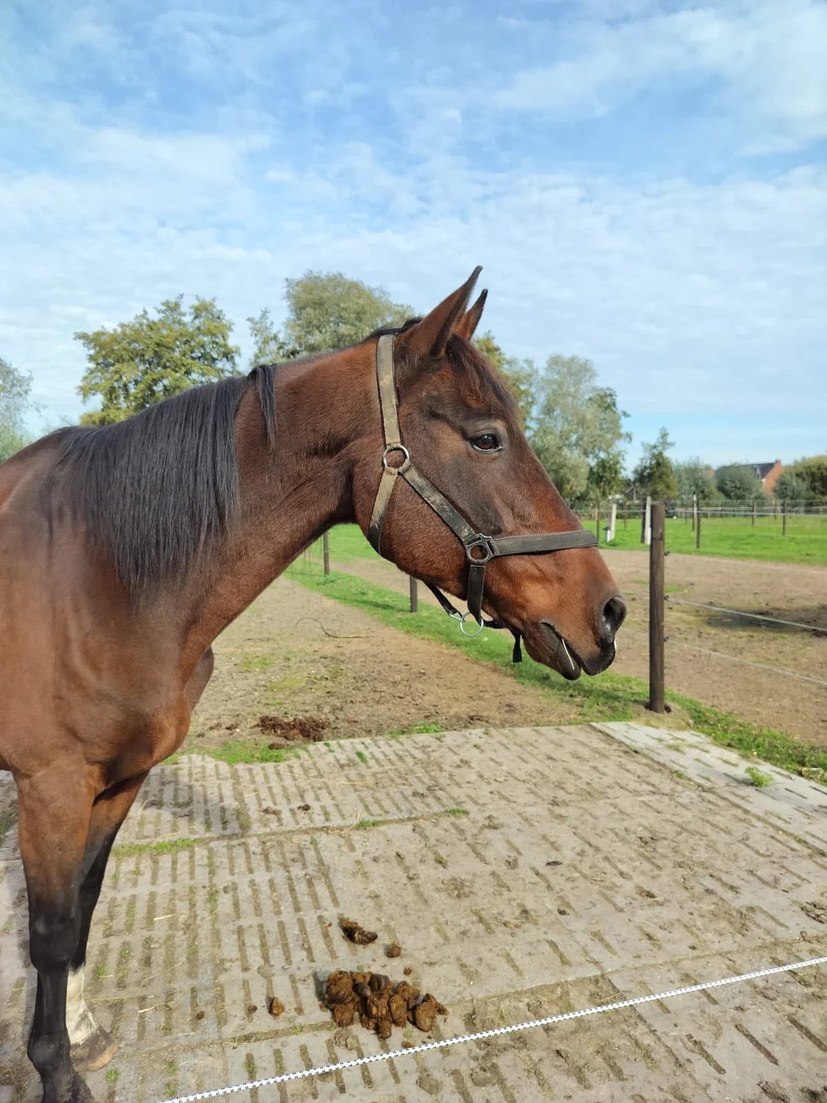Zafiro, male senior mixed breed for adoption at The Old Horses Lodge