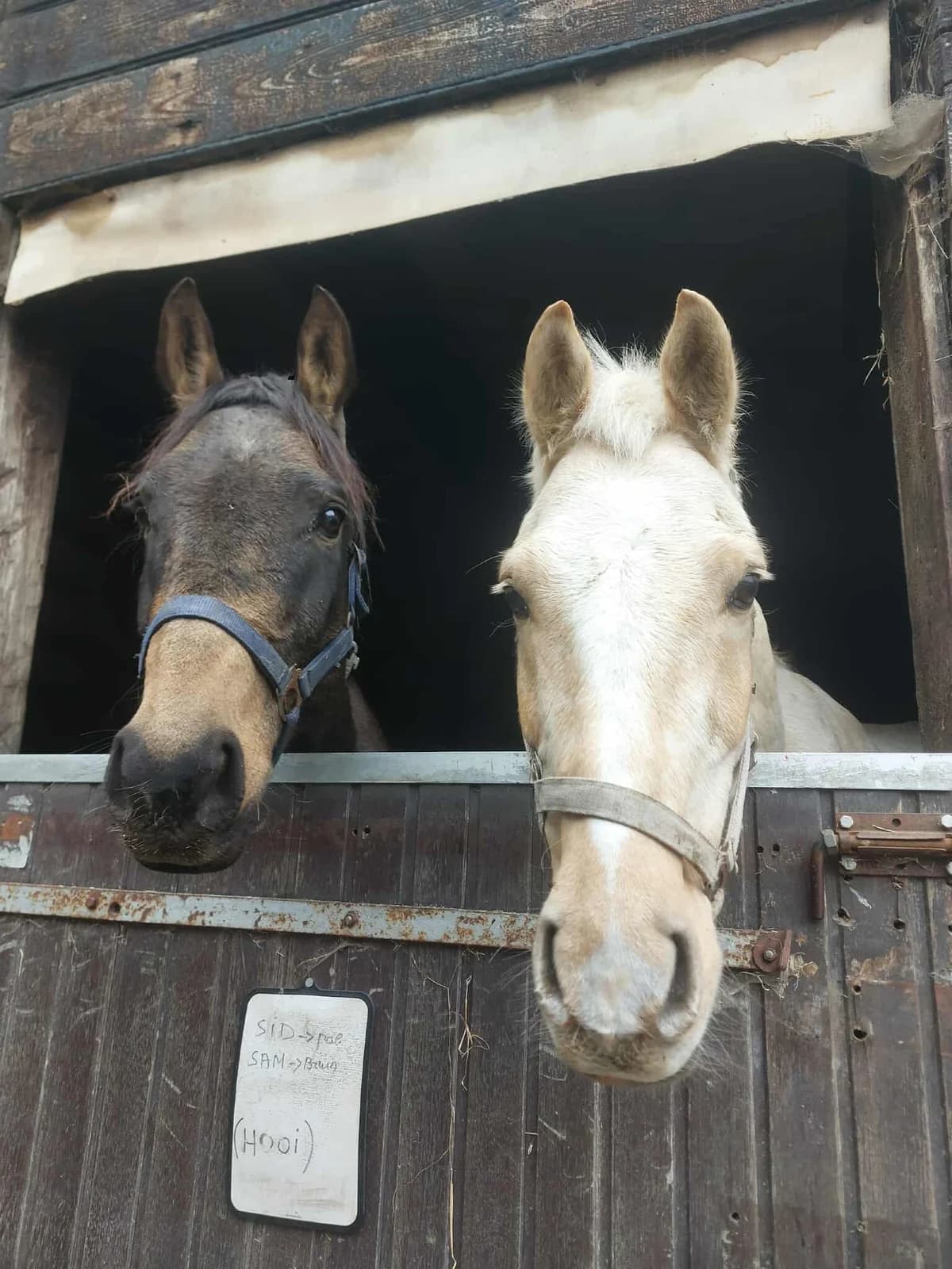 Sid, male mixed breed for adoption at The Old Horses Lodge