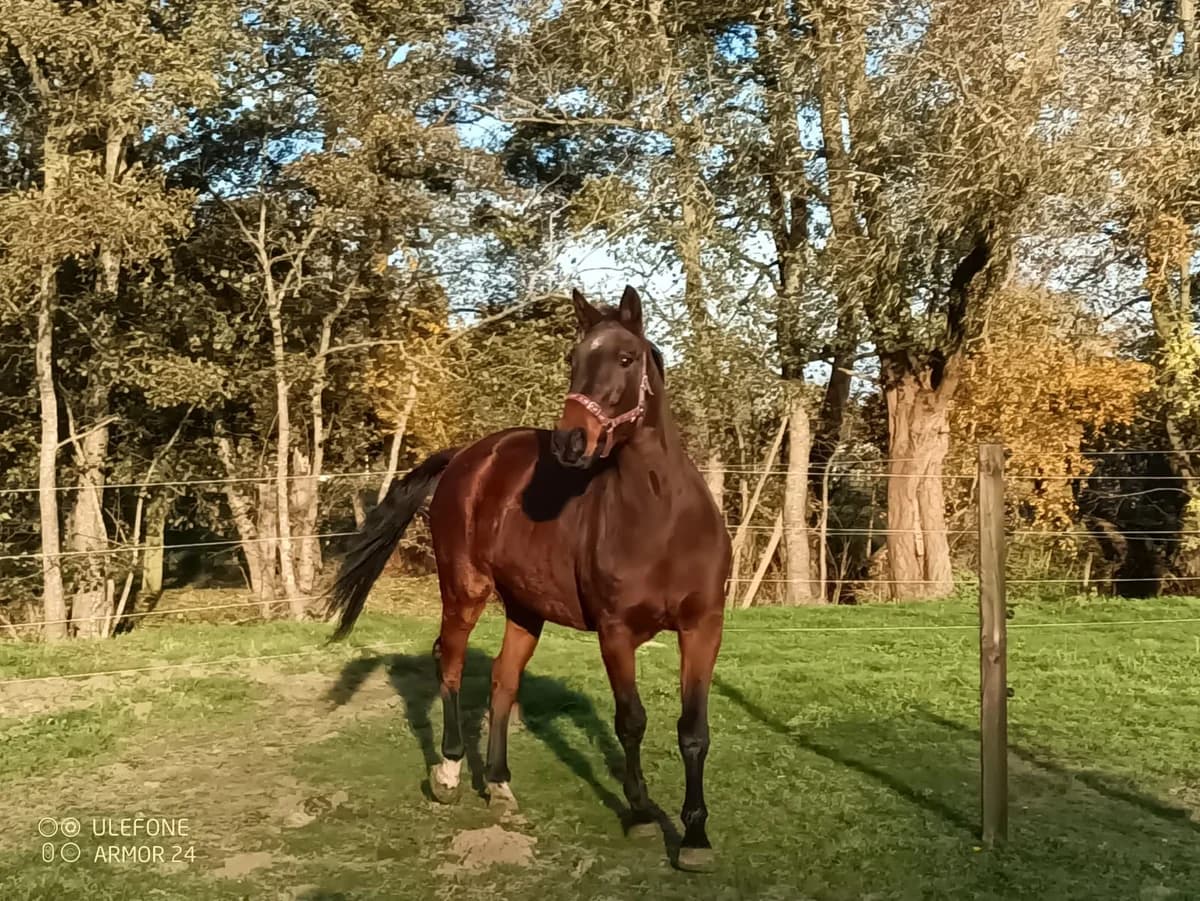 Lien, female senior mixed breed for adoption at The Old Horses Lodge