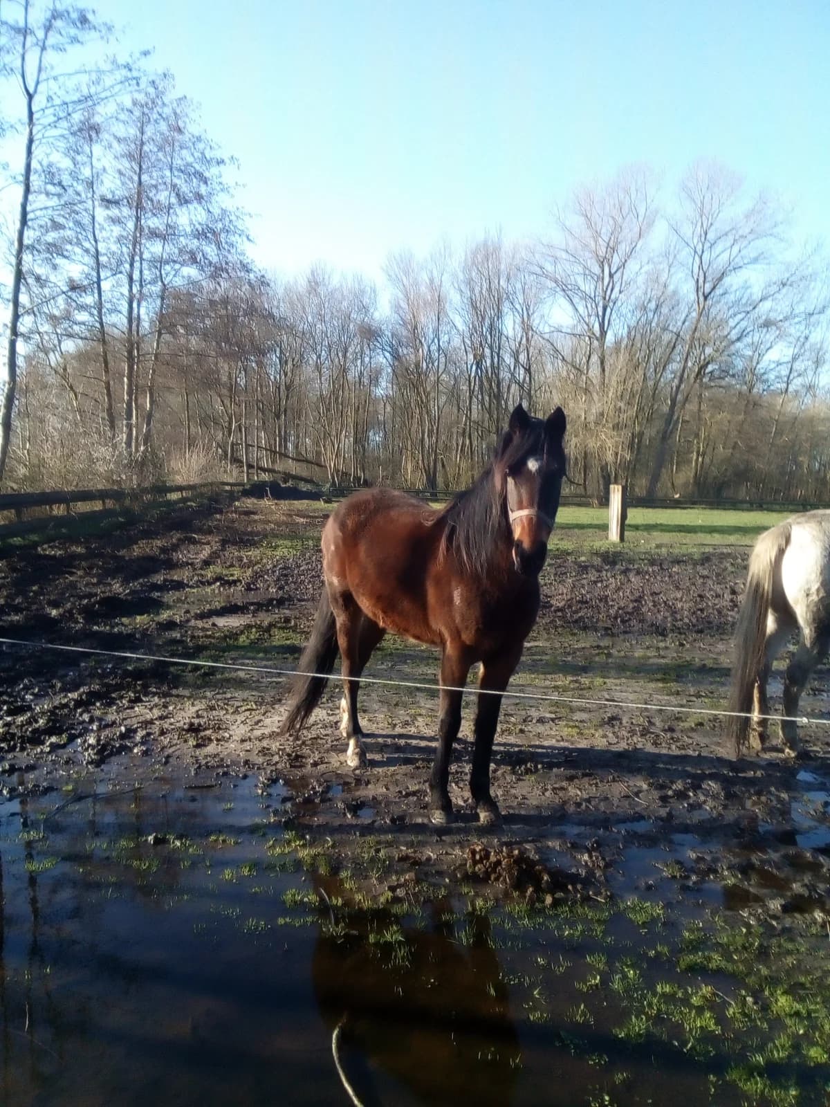 General, male senior mixed breed for adoption at The Old Horses Lodge