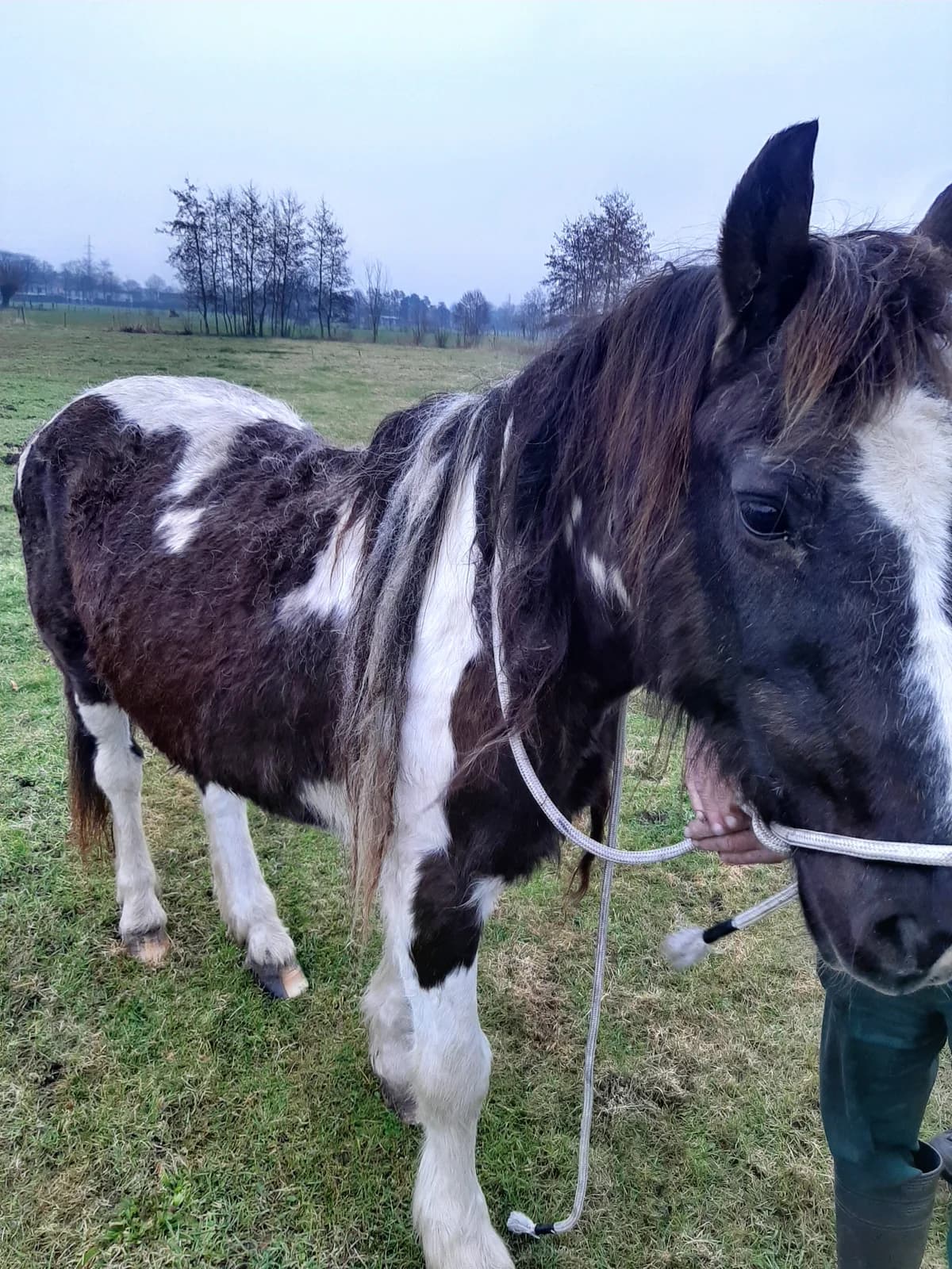 Jade, female mixed breed for adoption at The Old Horses Lodge
