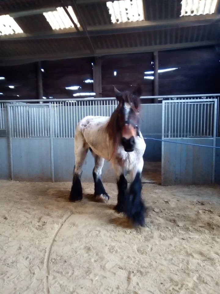 Montignac Van T Zevekoot, male mixed breed for adoption at The Old Horses Lodge
