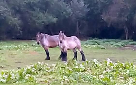 Mimosa Van 't Zevekoot, male senior mixed breed for adoption at The Old Horses Lodge