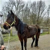Tarja D'oleron, female 3yo mixed breed for adoption at The Old Horses Lodge