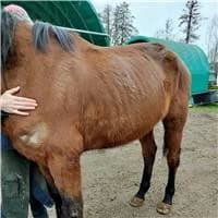 Kiki D'oasis, male 6yo mixed breed for adoption at The Old Horses Lodge