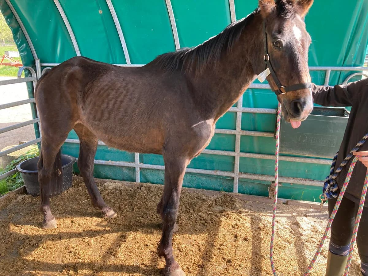 Gloriana, female senior mixed breed for adoption at The Old Horses Lodge