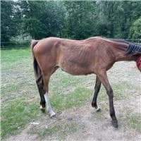 Anna, female young mixed breed for adoption at The Old Horses Lodge