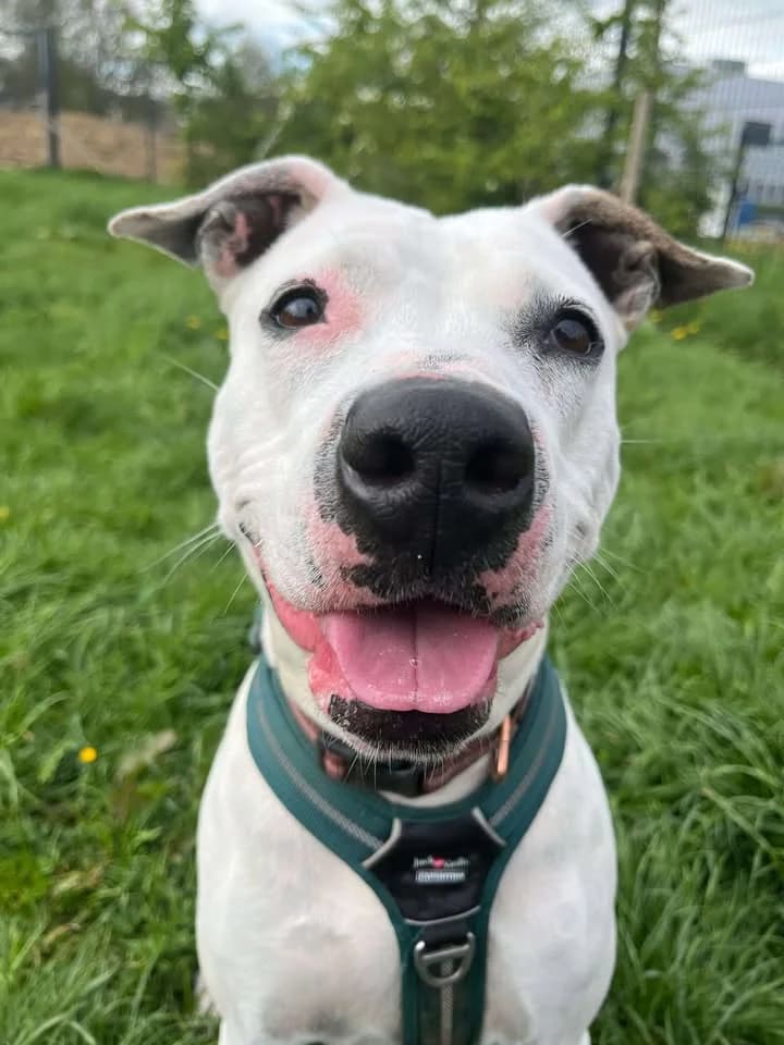 Lana, female 3yo American Staffordshire Terrier for adoption at SRPA Veeweyde Brussels, Brussels